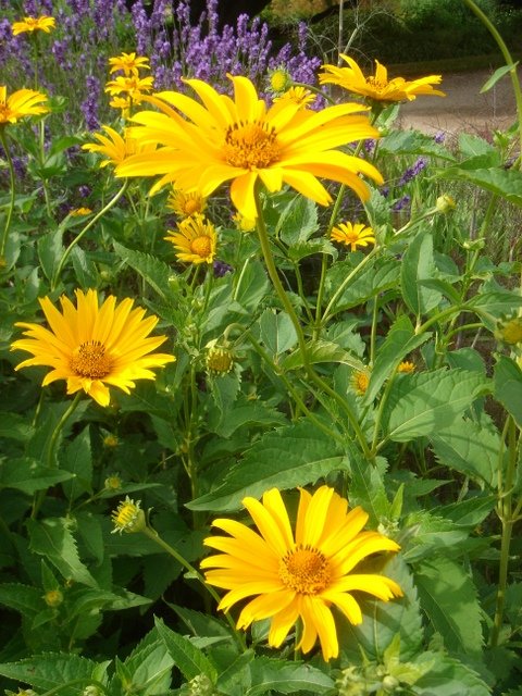 Heliopsis scabra 'Zinnioeflora'